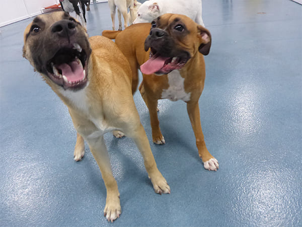 Dog Day Care San Diego