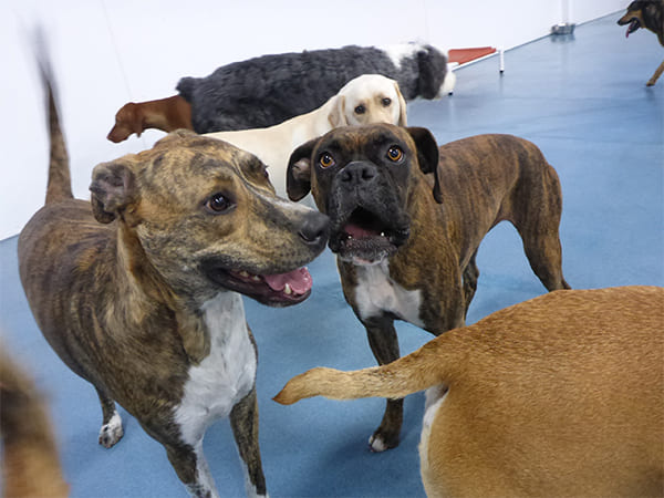 Dog Day Care San Diego