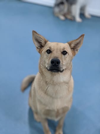 Pet Boarding San Diego North County