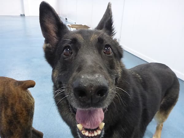 Dog Day Care San Diego