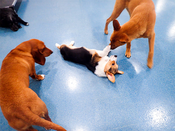 Dog Day Care San Diego