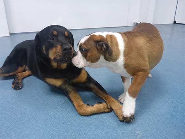 Dog Day Care San Diego