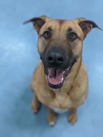 Pet Boarding San Diego North County