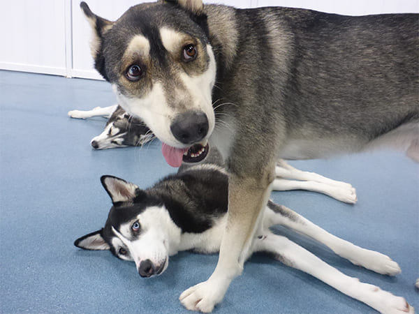 Dog Day Care San Diego