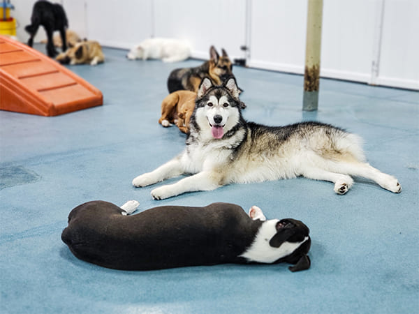 Pet Boarding San Diego North County