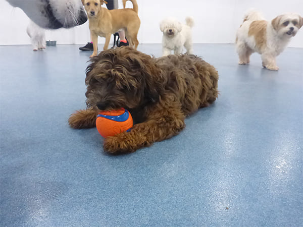 Dog Day Care San Diego