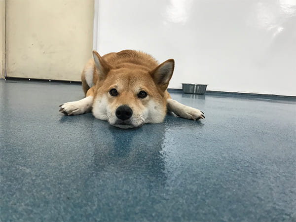 Pet Boarding San Diego North County