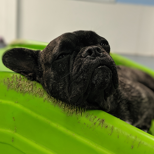 Dog Overnight Daycare