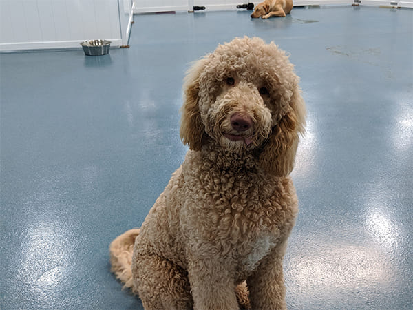 Pet Boarding San Diego North County