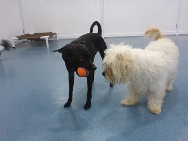 Dog Day Care San Diego