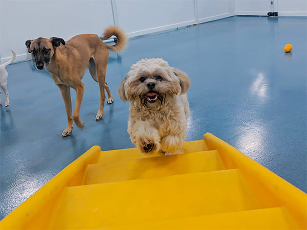 Pet Boarding San Diego North County