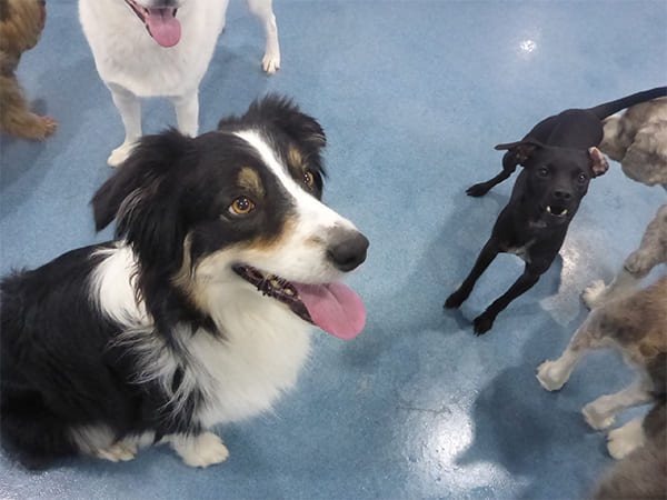 Dog Day Care San Diego