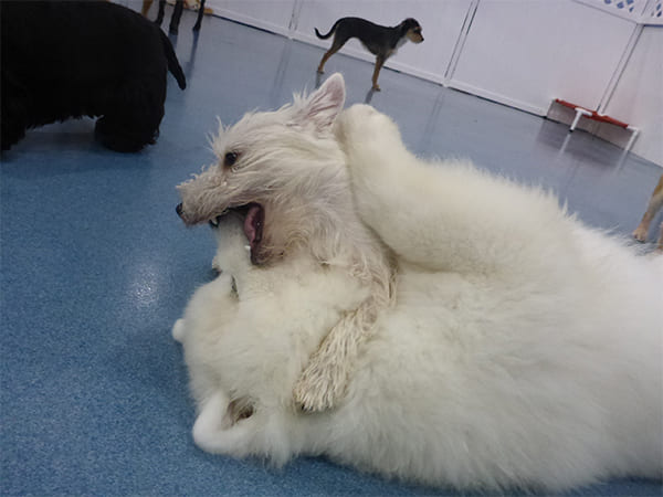 Dog Day Care San Diego
