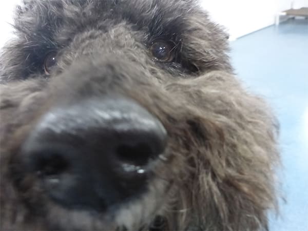 Dog Day Care San Diego