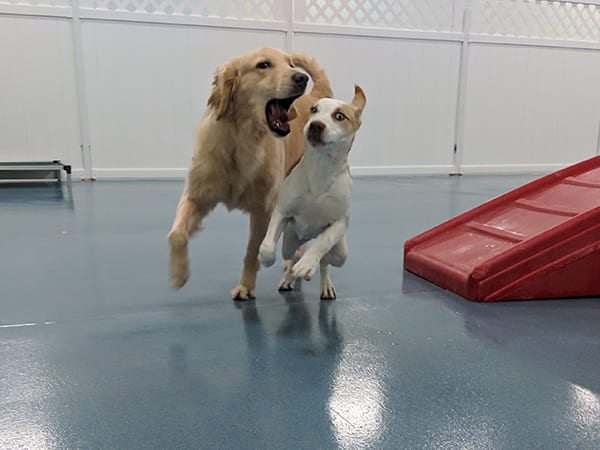 Pet Boarding San Diego North County