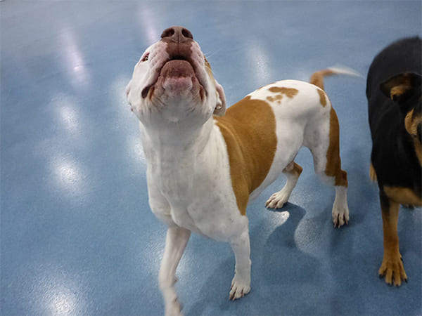 Dog Day Care San Diego