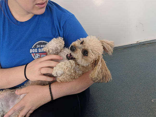 Pet Boarding San Diego North County