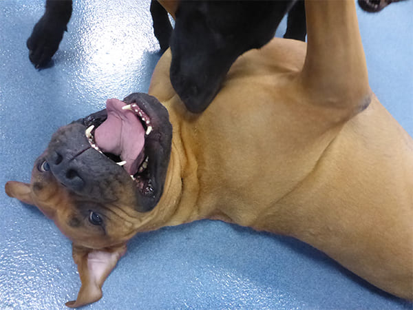 Dog Day Care San Diego