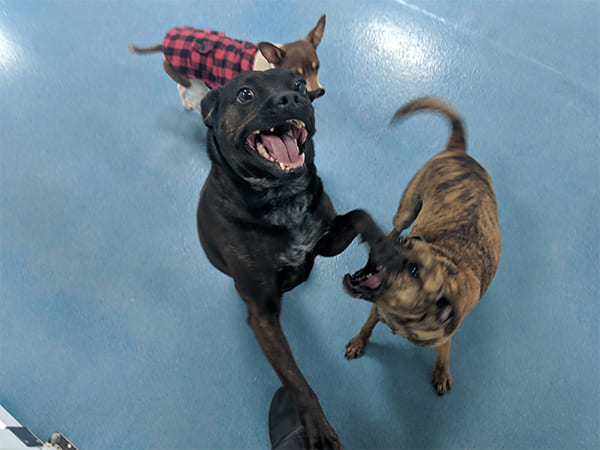 Pet Boarding San Diego North County