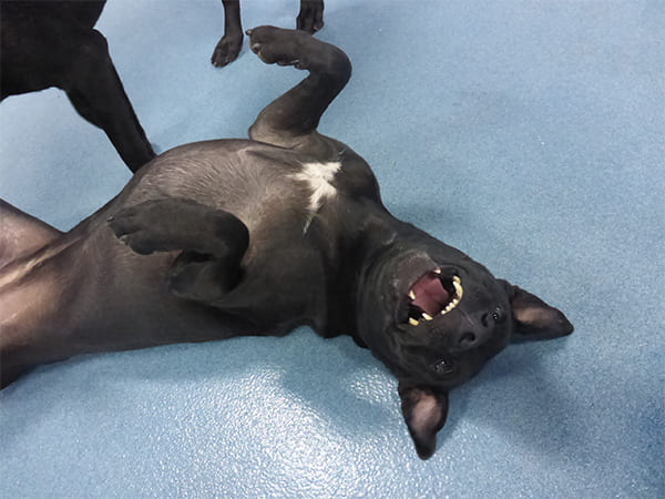 Dog Day Care San Diego