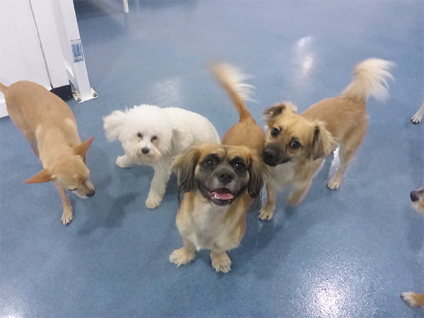Dog Day Care San Diego