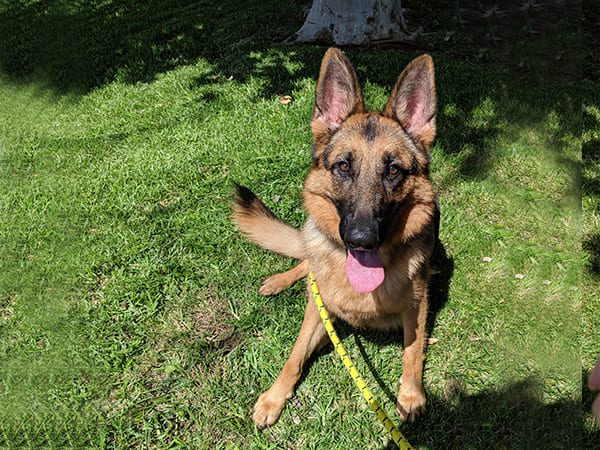 Pet Boarding San Diego North County