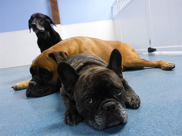 Dog Day Care San Diego