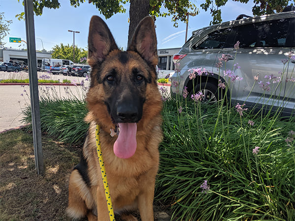 Pet Boarding San Diego North County