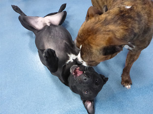 Dog Day Care San Diego