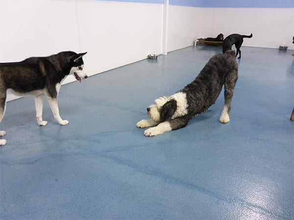 Dog Day Care San Diego
