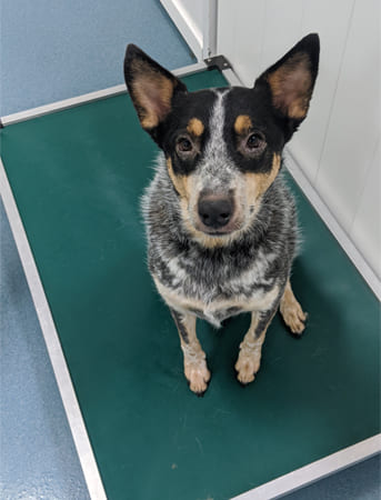 Pet Boarding San Diego North County