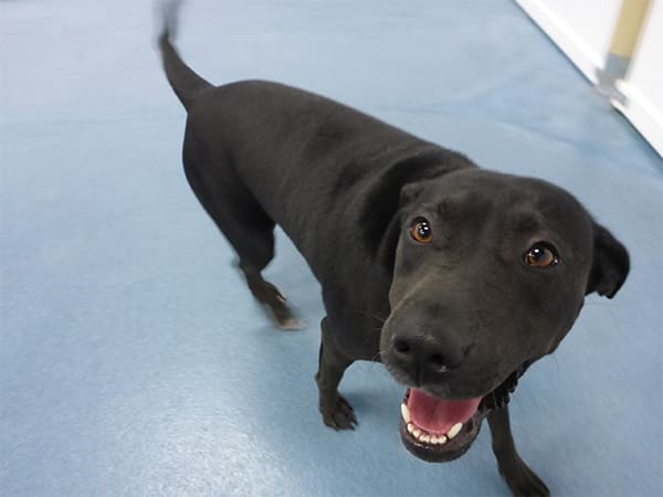 Dog Day Care San Diego