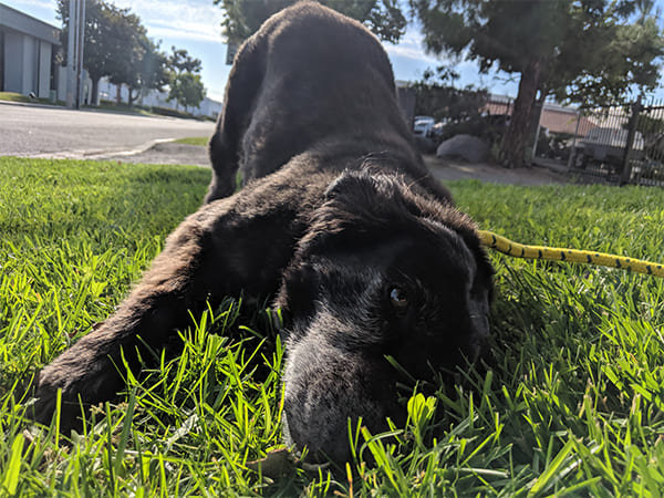 Pet Boarding San Diego North County