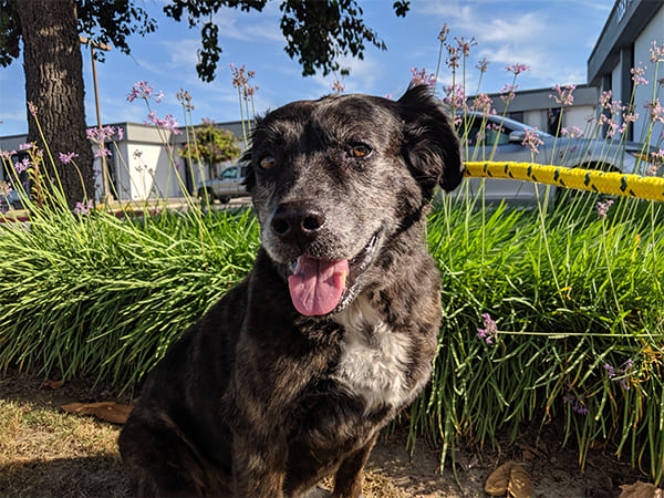 Pet Boarding San Diego North County