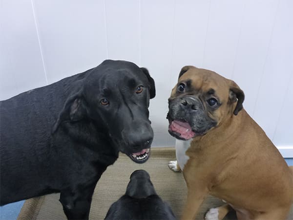 Dog Day Care San Diego