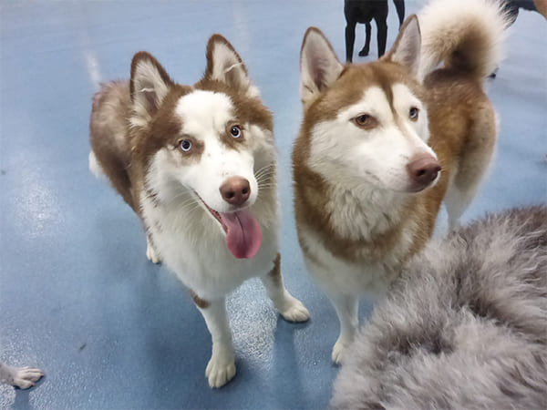 Dog Day Care San Diego