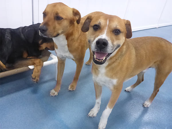 Dog Day Care San Diego