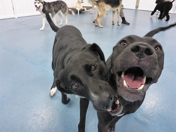 Dog Day Care San Diego