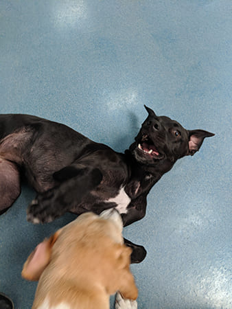 Pet Boarding San Diego North County