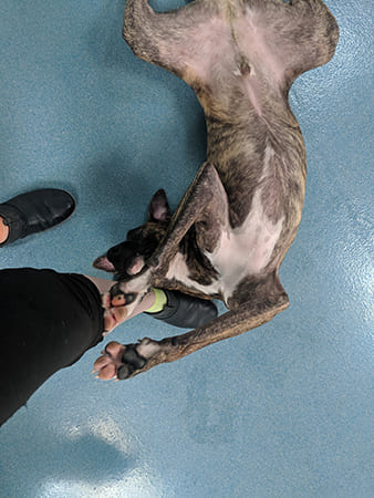 Pet Boarding San Diego North County
