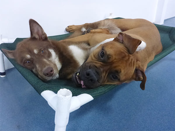 Dog Day Care San Diego
