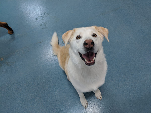 Pet Boarding San Diego North County
