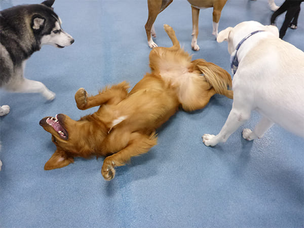 Dog Day Care San Diego