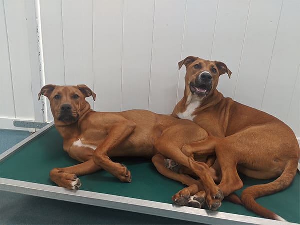 Pet Boarding San Diego North County