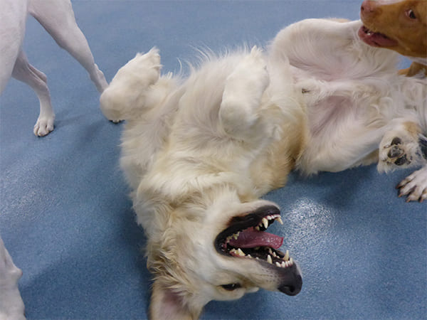 Dog Day Care San Diego