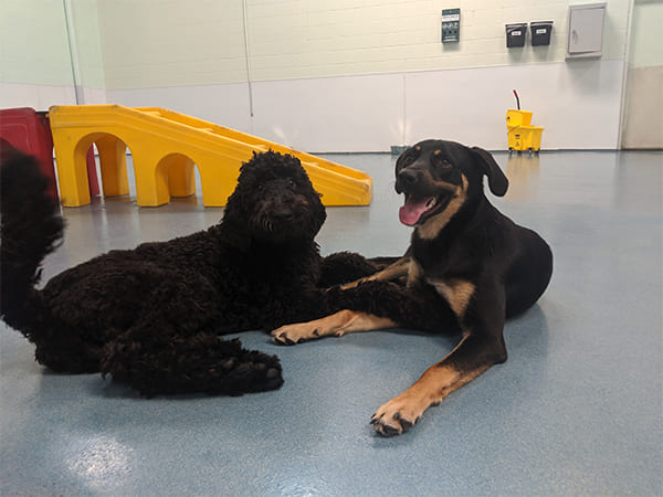 Pet Boarding San Diego North County