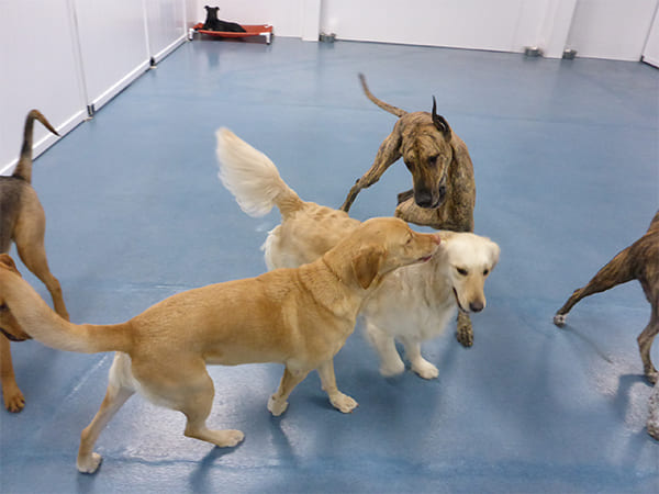 Dog Day Care San Diego