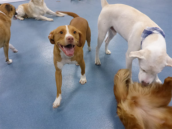 Dog Day Care San Diego