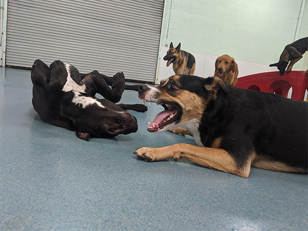 Pet Boarding San Diego North County