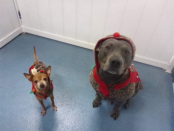 Dog Day Care San Diego